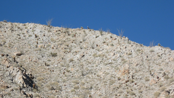 BighornSheep