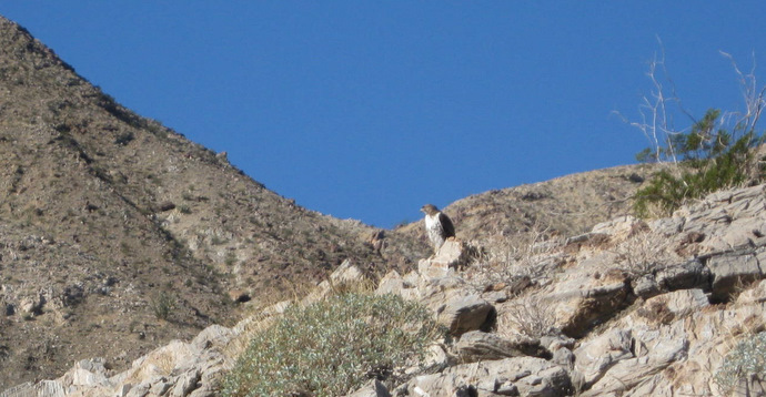 Coyote4