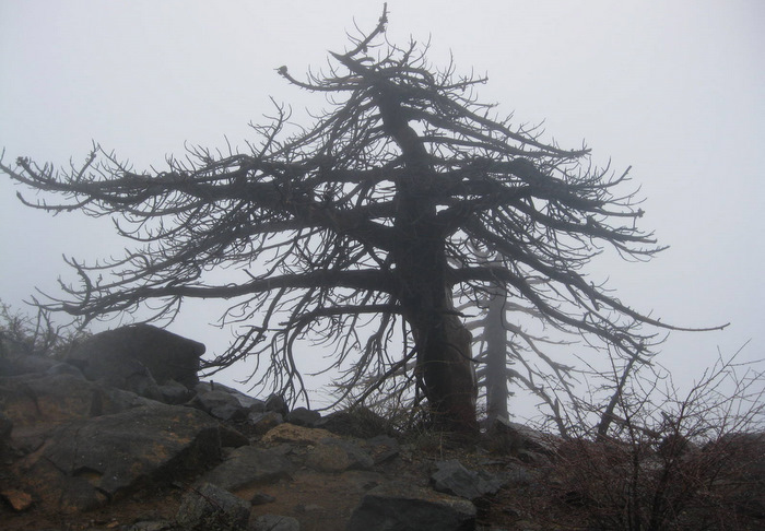 Cuyamaca2