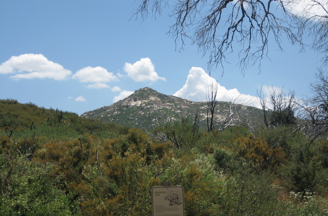 Oakzanita1