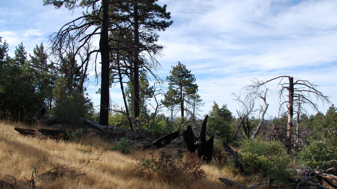 Pine2