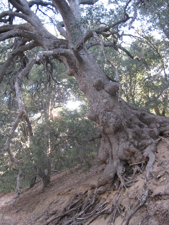 PalmMesa23